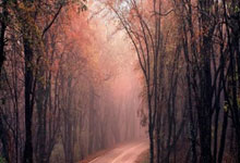 得分王布伦森缺阵 尼克斯仍轻取爵士获胜.